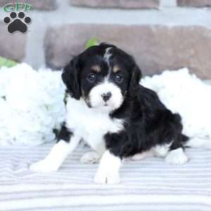 Canon, Cavapoo Puppy
